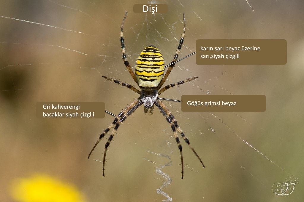 yaban arisi orumcegi argiope bruennichi