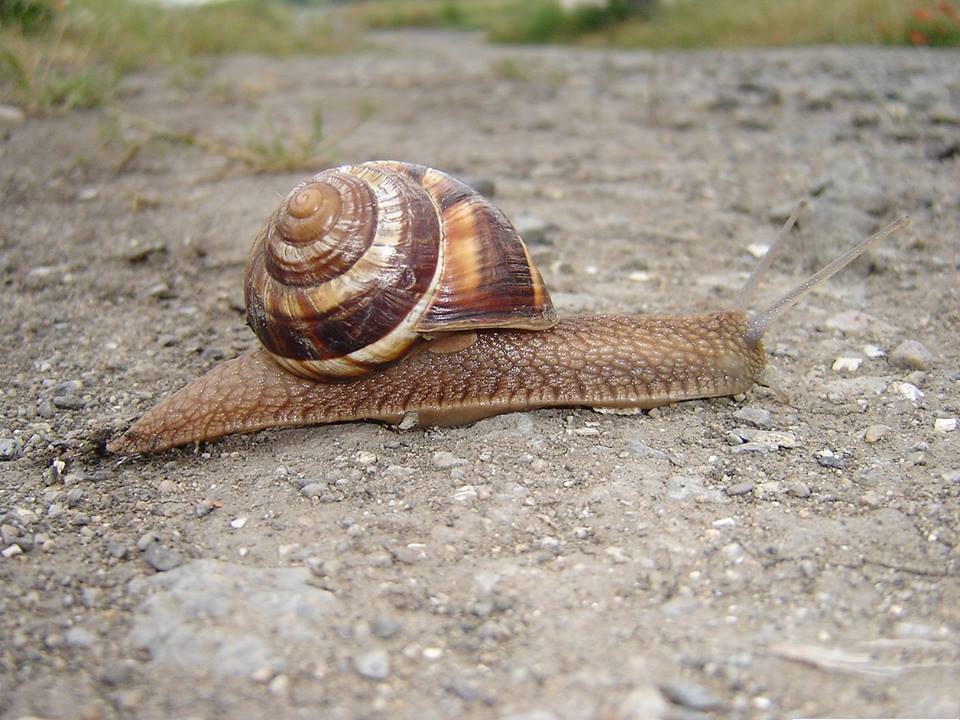 Helix-lucorum