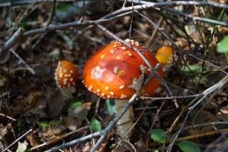 Sinek - Gelin Mantarı - Amanita muscaria - Ölümcül Zehirli Mantarlar