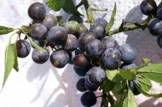 Çakal eriği agacı/ Prunus spinosa