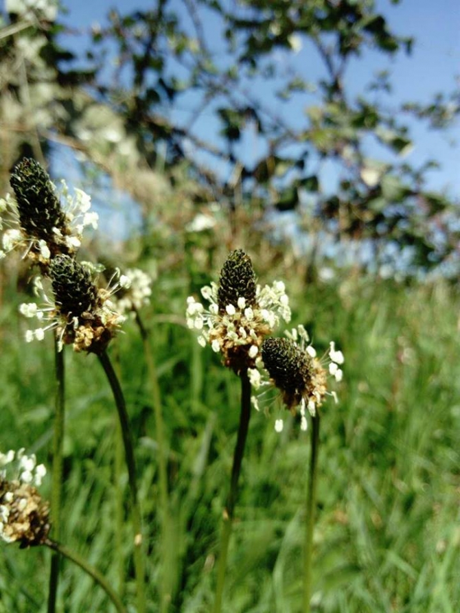 Dar yapraklı sinir otu/ Plantago lanceolata