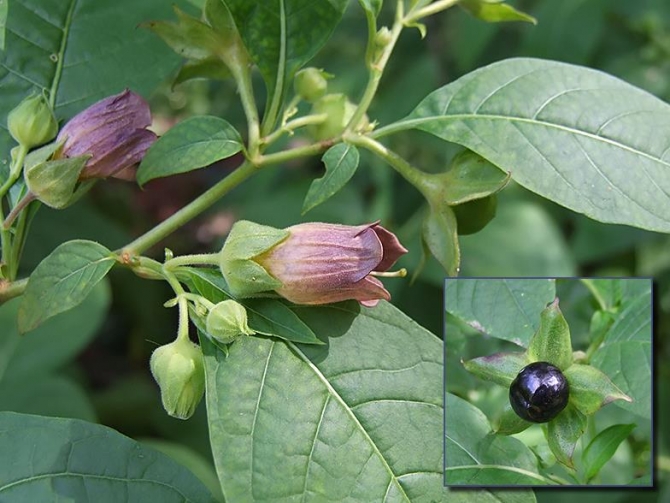 Güzelavrat otu/ Atropa Belladona LÖ - Ölümcül Zehirli Bitkiler