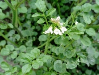 Köpük otu /Cardamine hirsuta