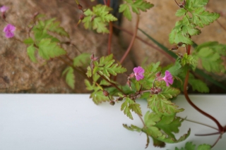 Dağ Itırı - Geranium Robertianum