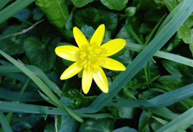 Basur otu/Ranunculus ficaria