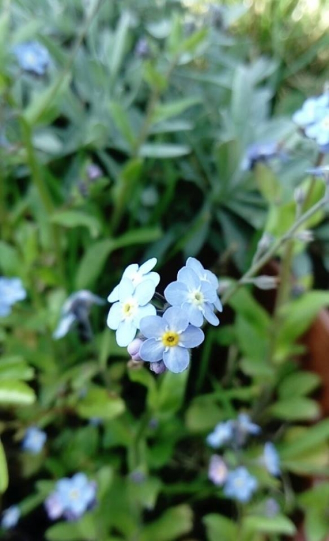 Unutma beni çiçeği/ Myosotis türleri