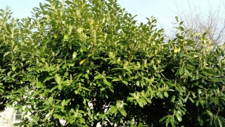 Kara yemiş /Prunus laurocerasus